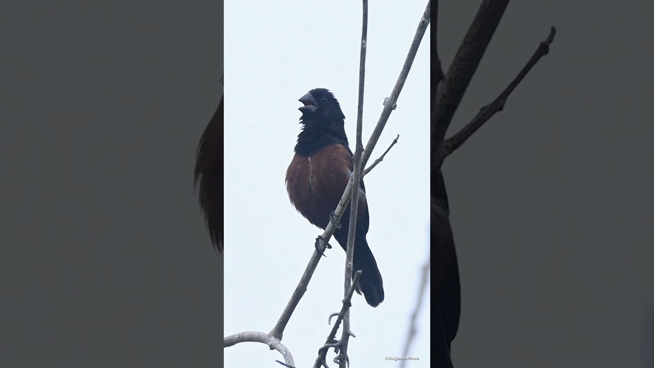 O canto do Curi&oacute; na natureza
