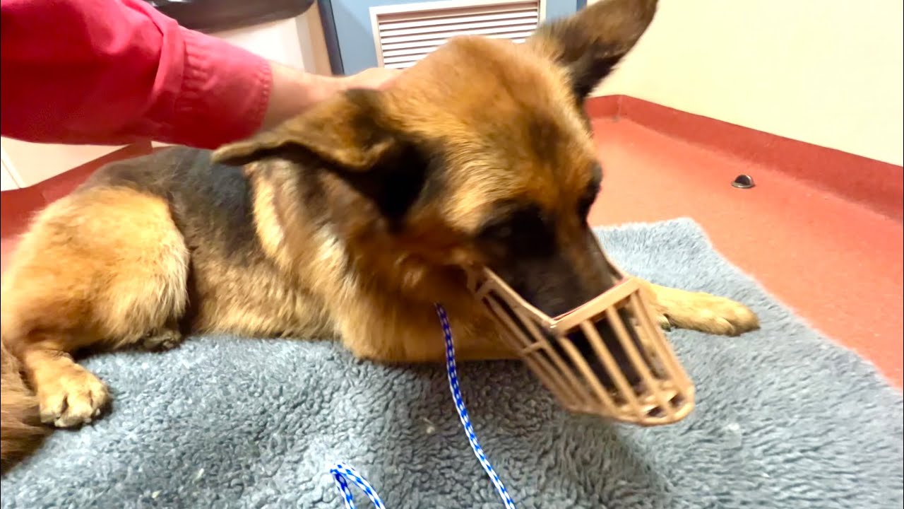 Новости о нашей старшей сестре Лили: запись на рентген #germanshepherd