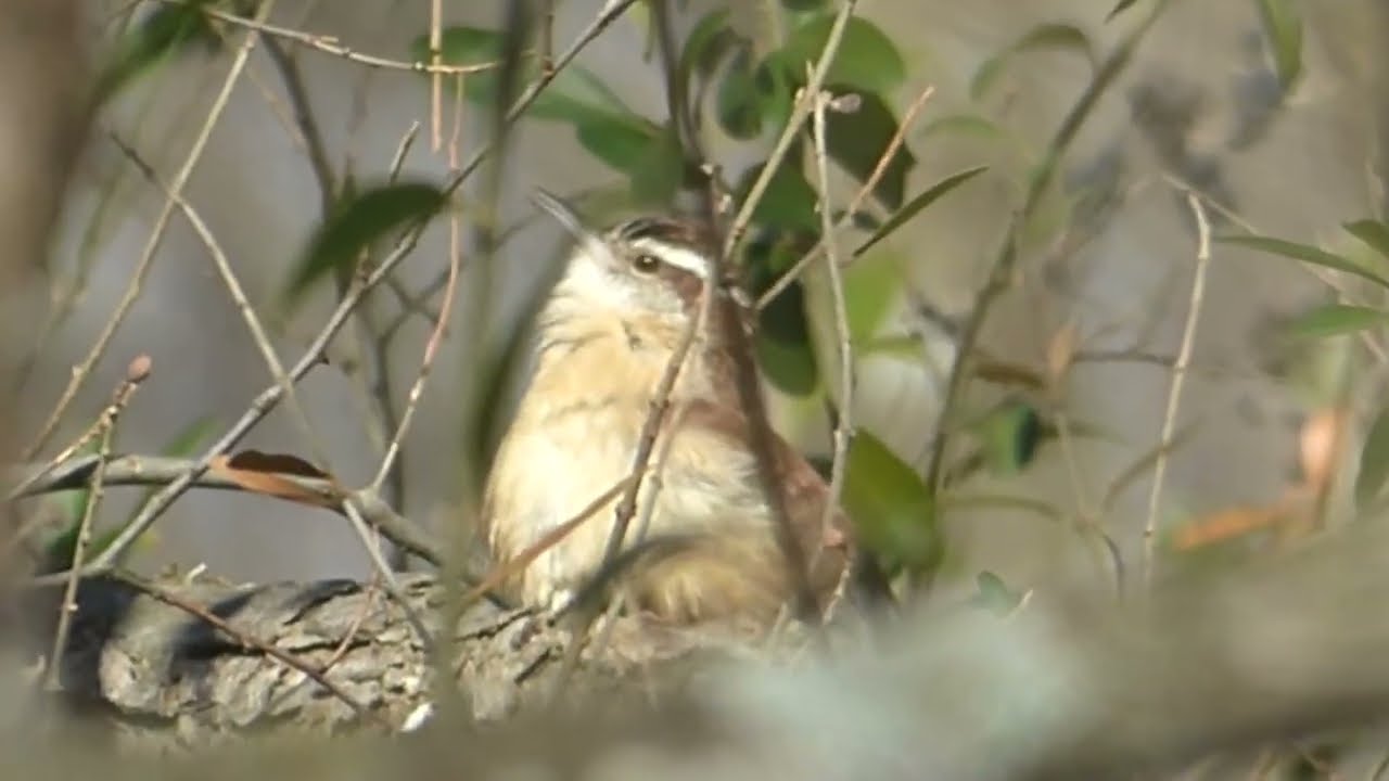 sparrows, winter wrens, and woodpeckers (HD)