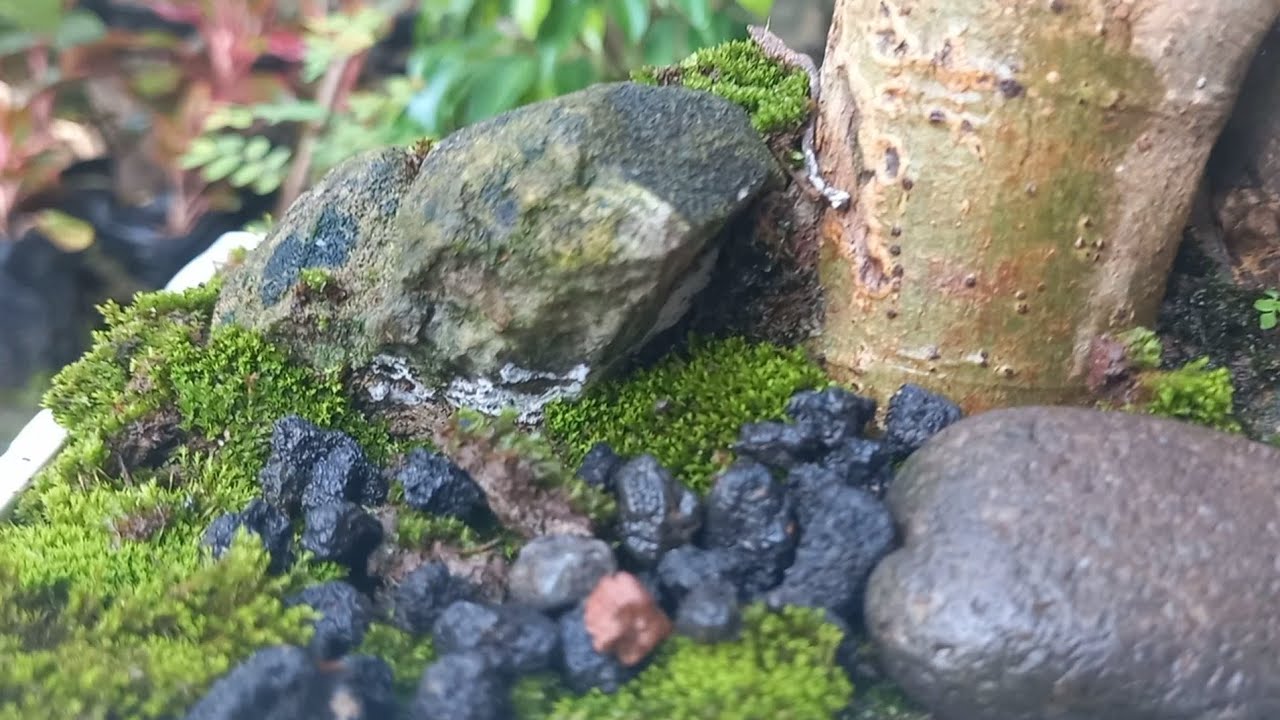 Bonsai 2022 | Seni Menata Bonsai