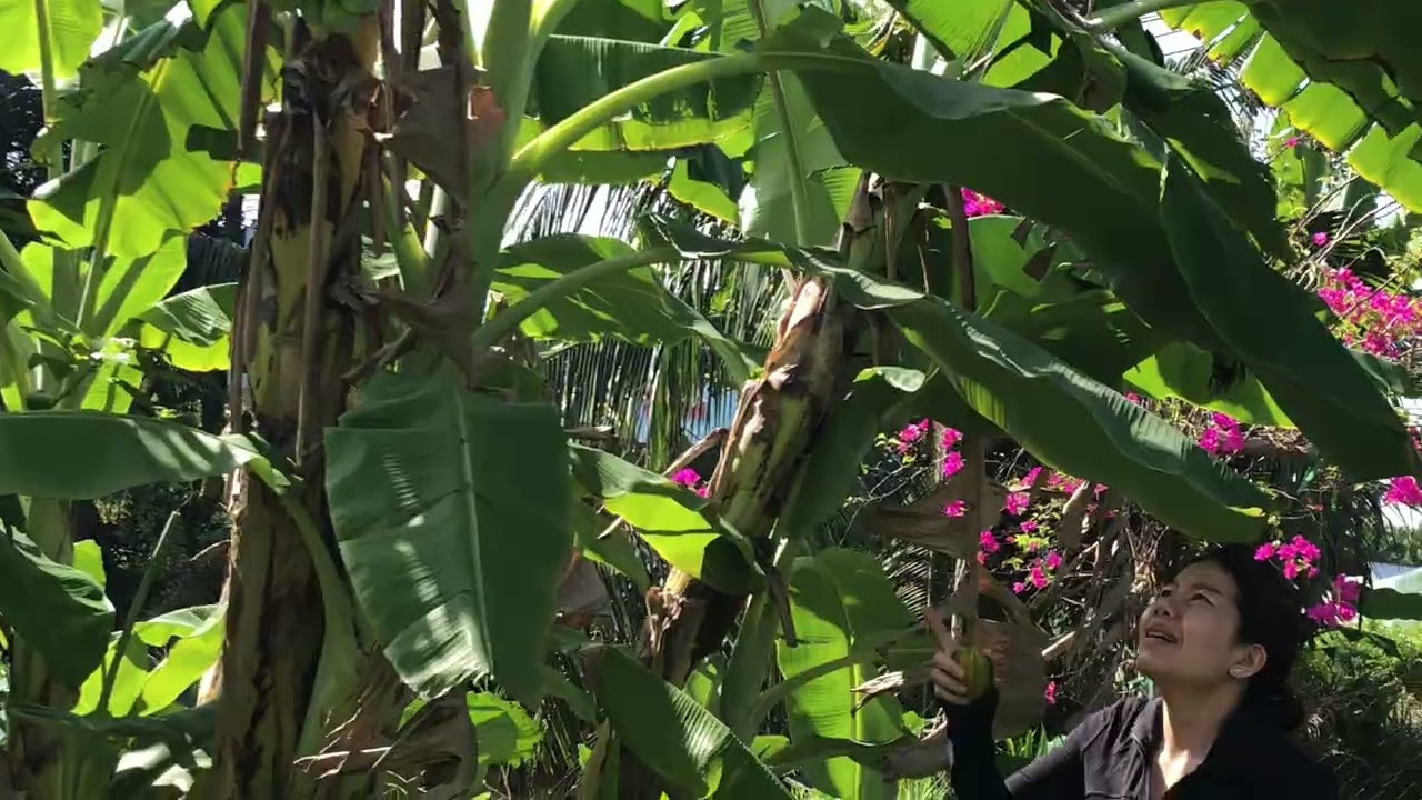 Mùng 4 Tết Bính Ngọ ra thăm vườn ở Ba Tri 