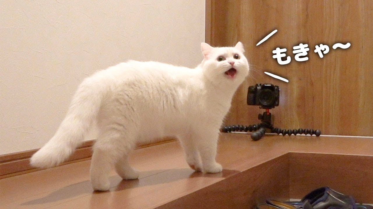【BGMなし】あまり鳴かないポムさんのへんてこ鳴き声特集！