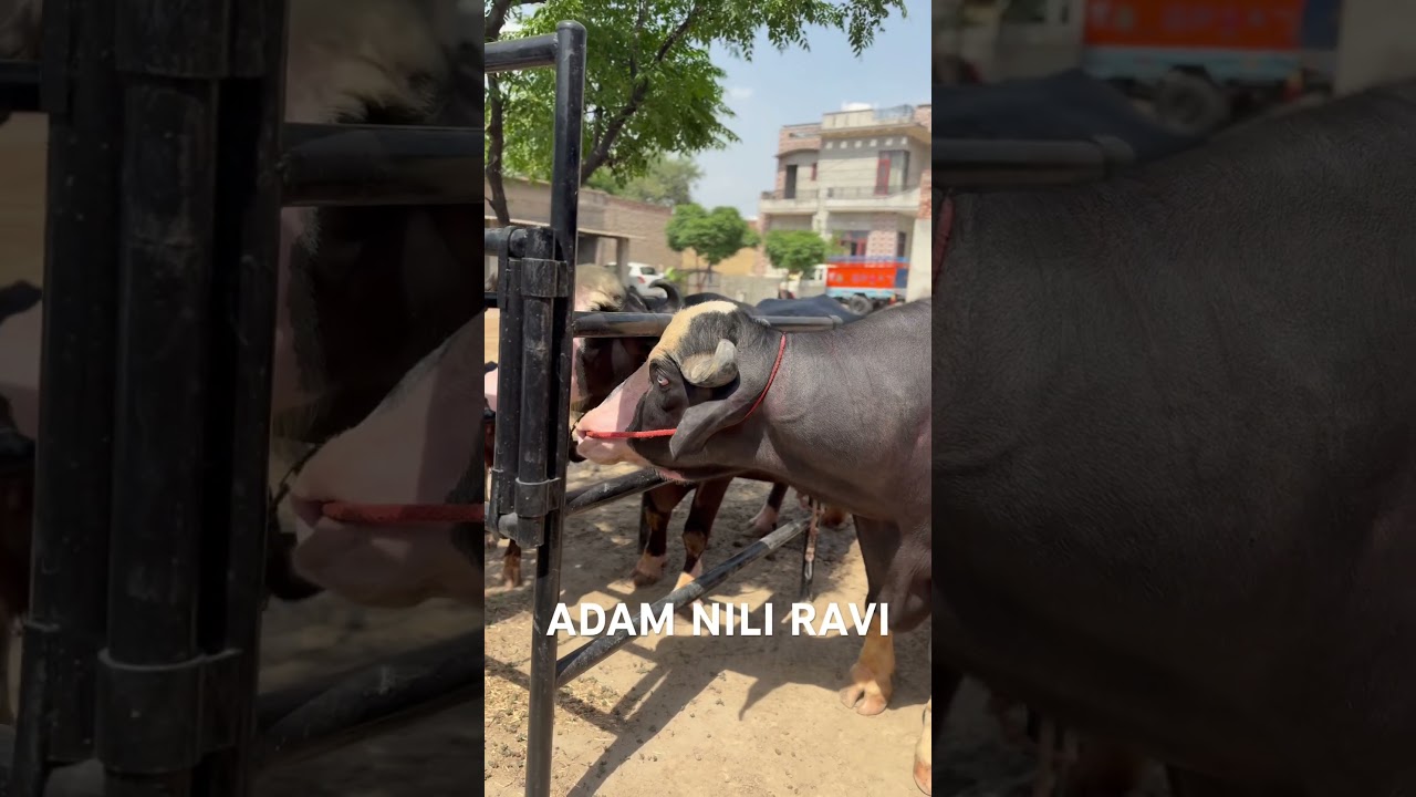 Adam bull nili ravi #adam #farming #baffalo #goat #diamond #animals #cow  #dairy #dairyfarm #bull
