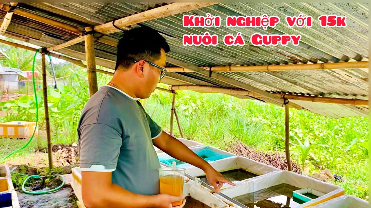 Với 15k khởi nghiệp nuôi cá Guppy | Sau 2 năm thu nhập khủng