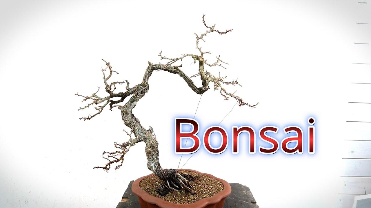Very old tree becomes a bonsai #bonsai #hawthornbonsai #bonsaitechniques