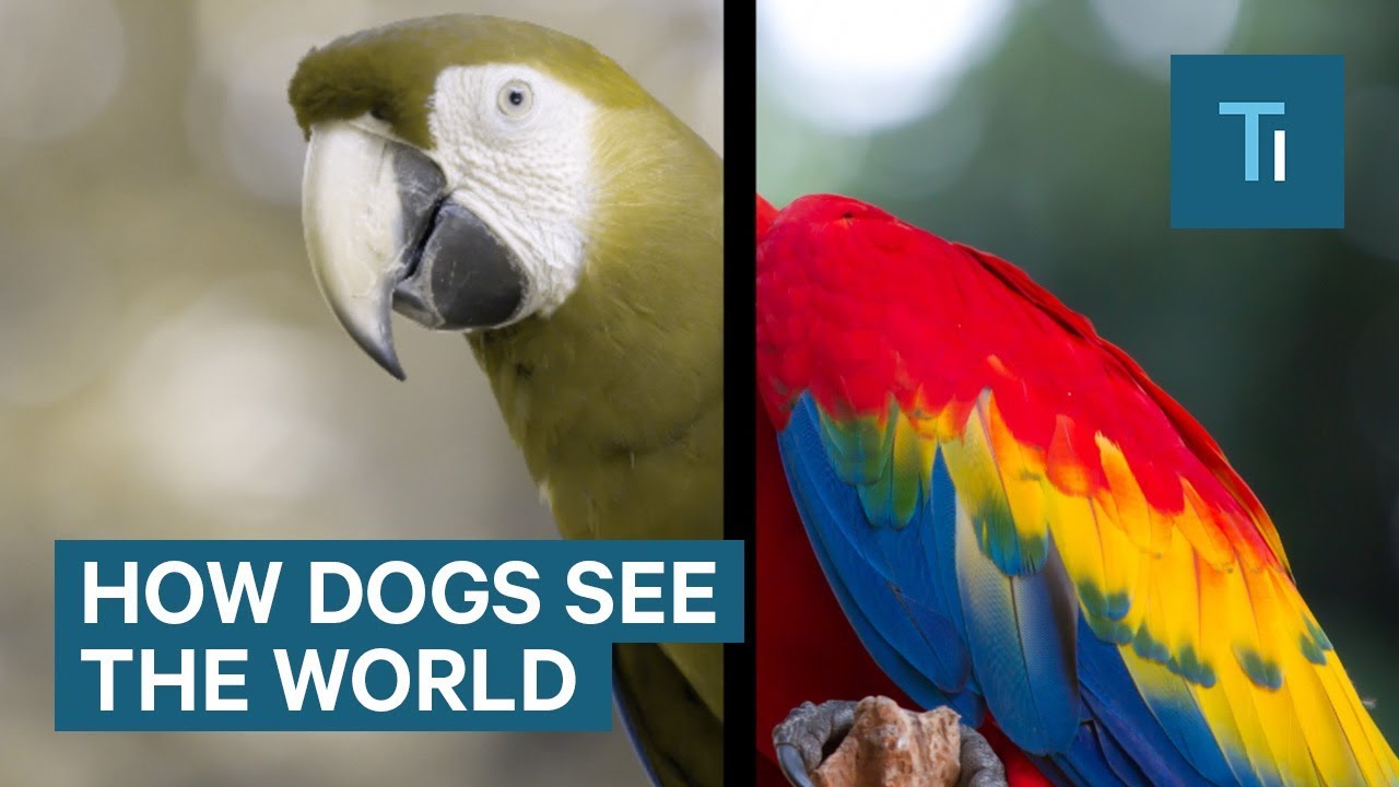 How Dogs See The World — And It's More Than Black And White