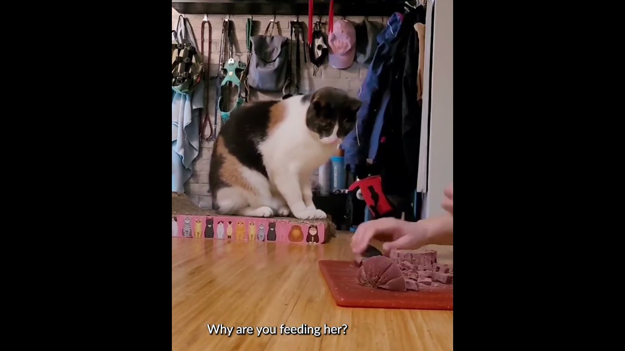 Station Training with Cats