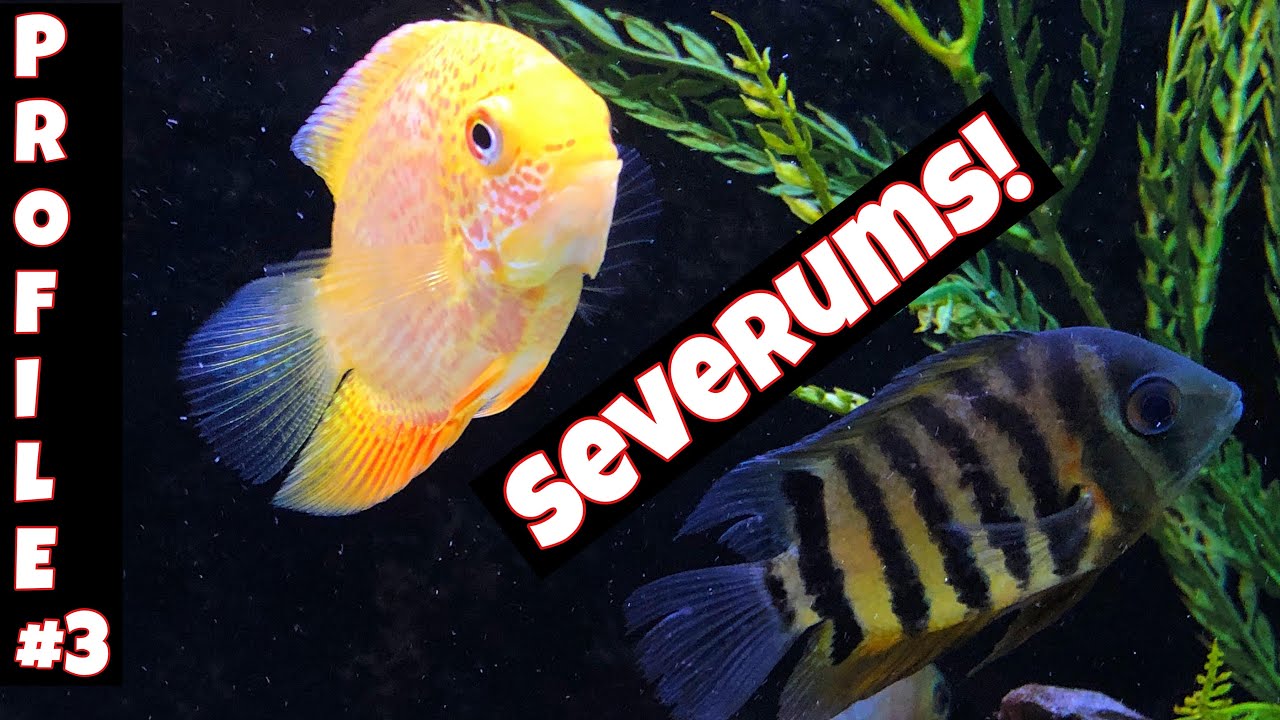 Cichlid Gem from South America - SEVERUM! [Species Profile #4]
