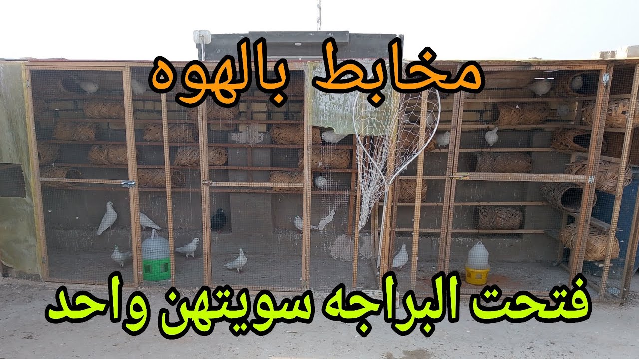 فتحت البراجه القاطع الي بالنص وجبت طيور جدد وطيرت بالهوه العالي وضيعت زوج منهن تعالو تونسو