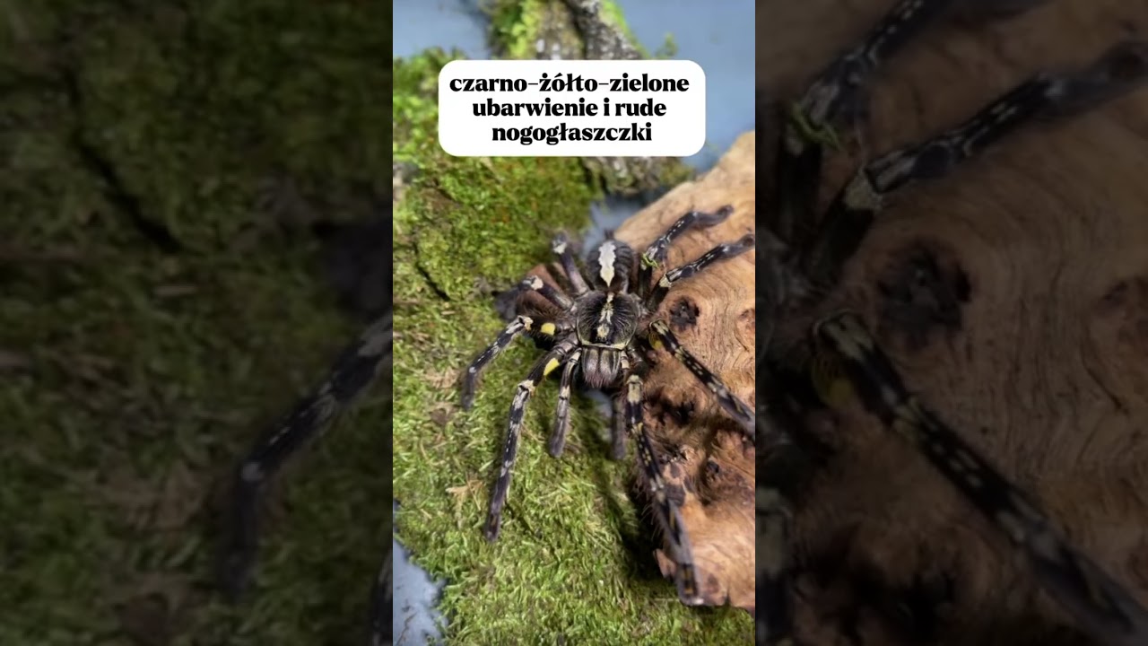The last interesting fact will blow your mind 🤯 #arachnohobbia #poecilotheria #poecilotheriaornat...