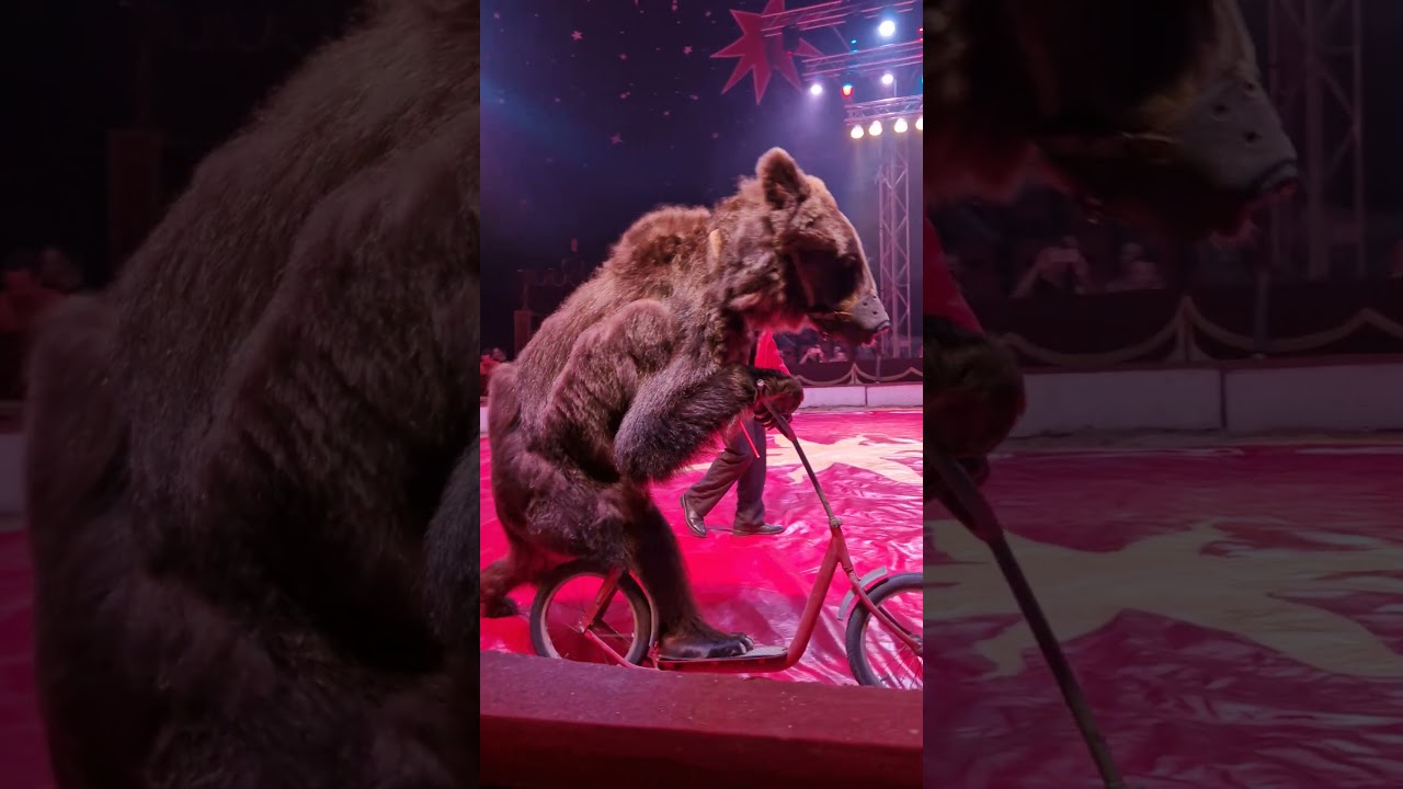 Cirkus Humberto #circus #bear #
