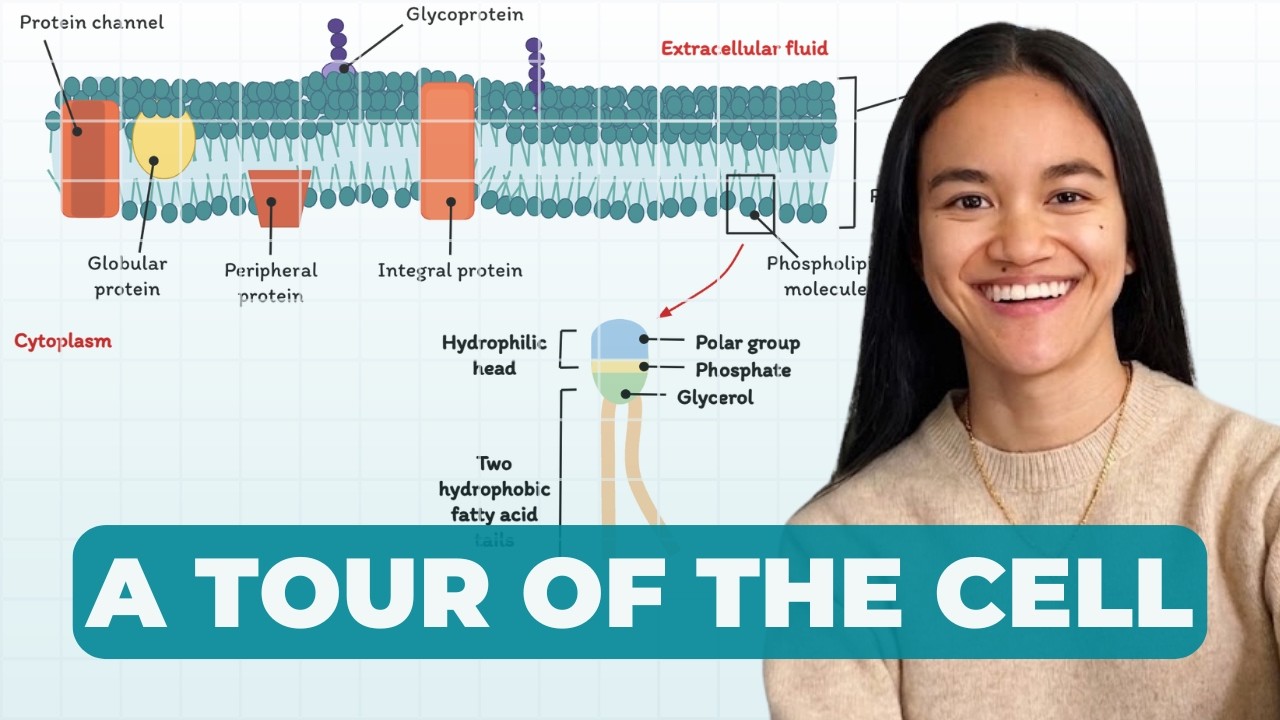 A Tour Of The Cell: Structure & Function | Cell Biology