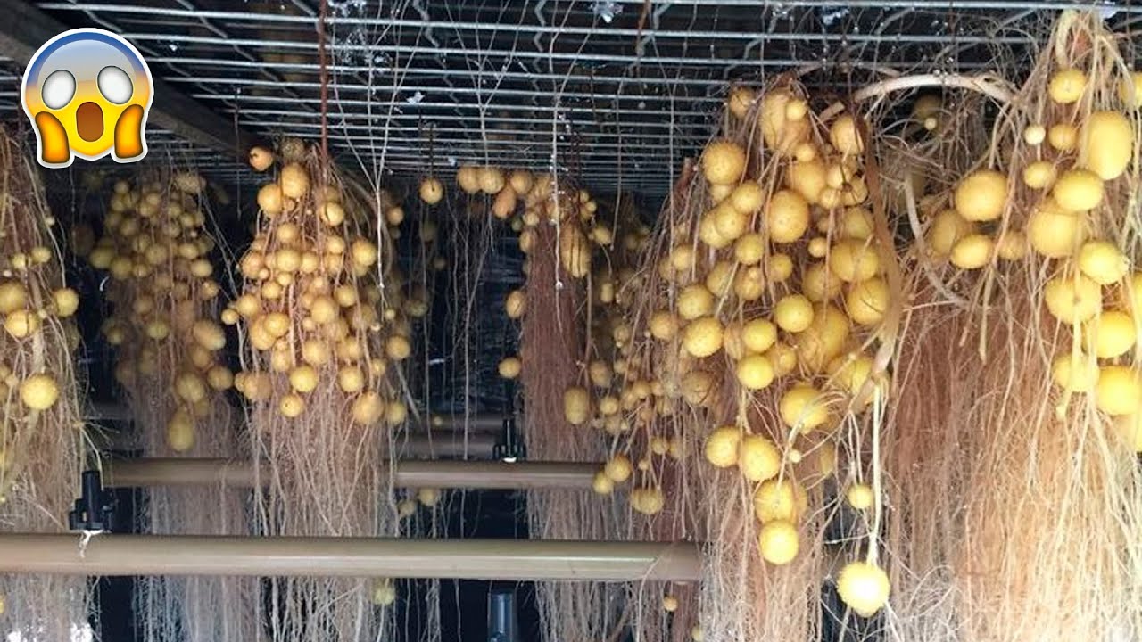 COMO ESTÃO PLANTANDO BATATA SEM USAR TERRA? - INACREDITÁVEL!