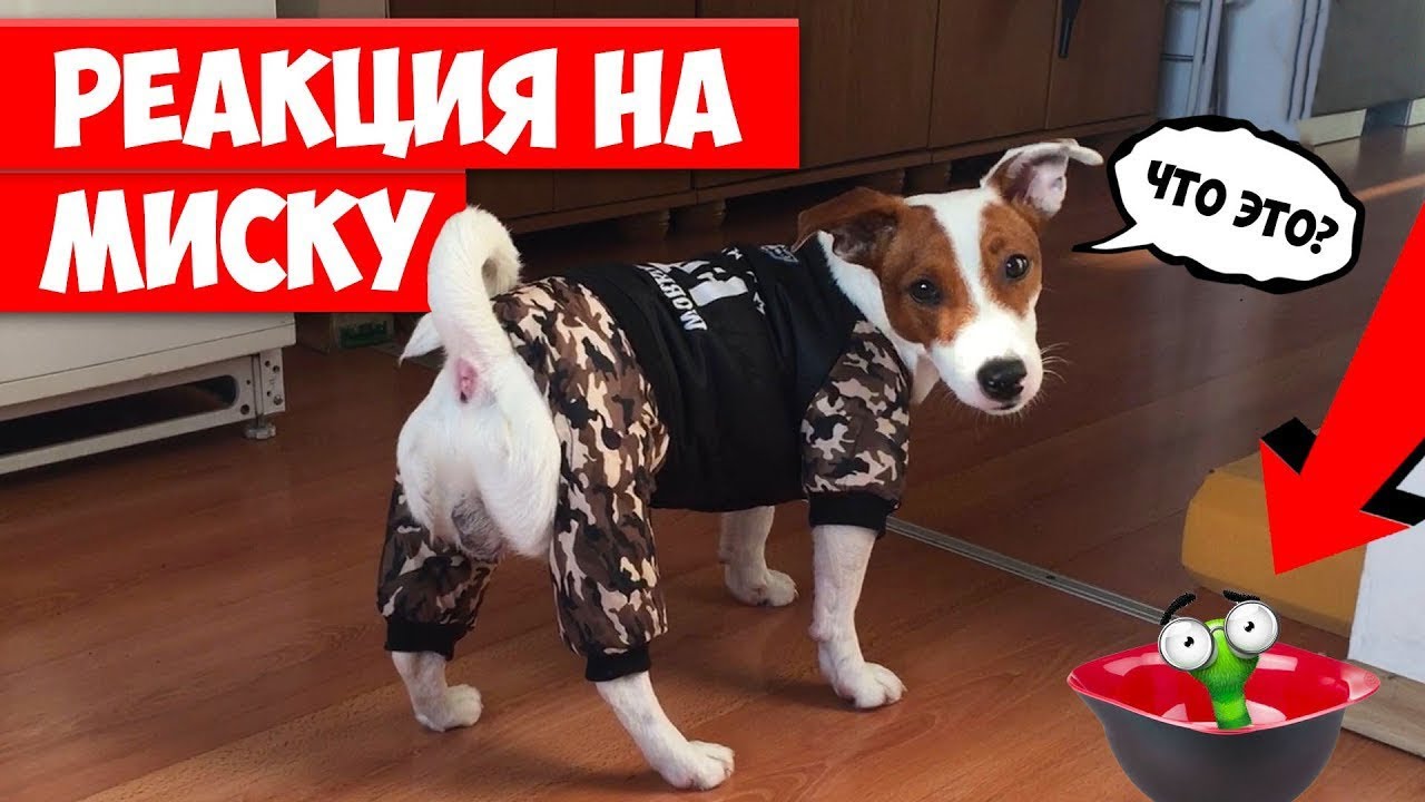 Реакция собаки на большую тарелку 🐾 Новый костюм FBI DOG 🐾 Локи Бобо Влог - 19 серия