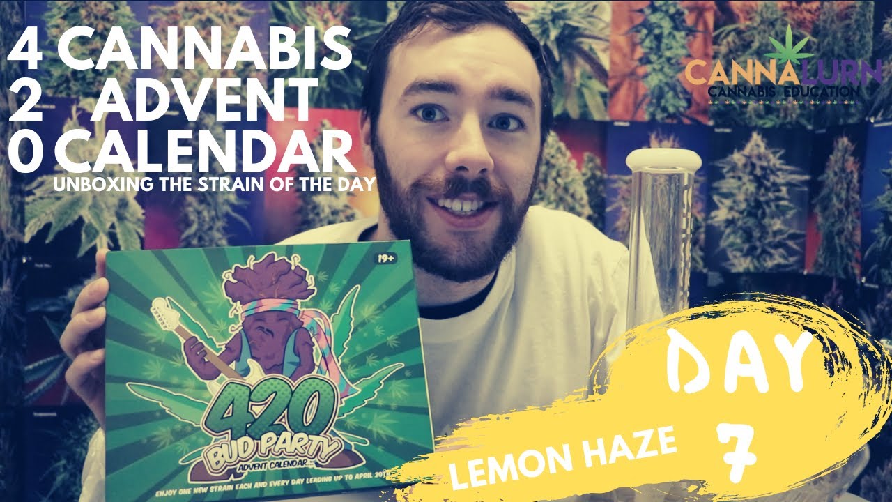 Day 7: Lemon Haze Marijuana Strain Review - 420 Cannabis Advent Calendar Unboxing