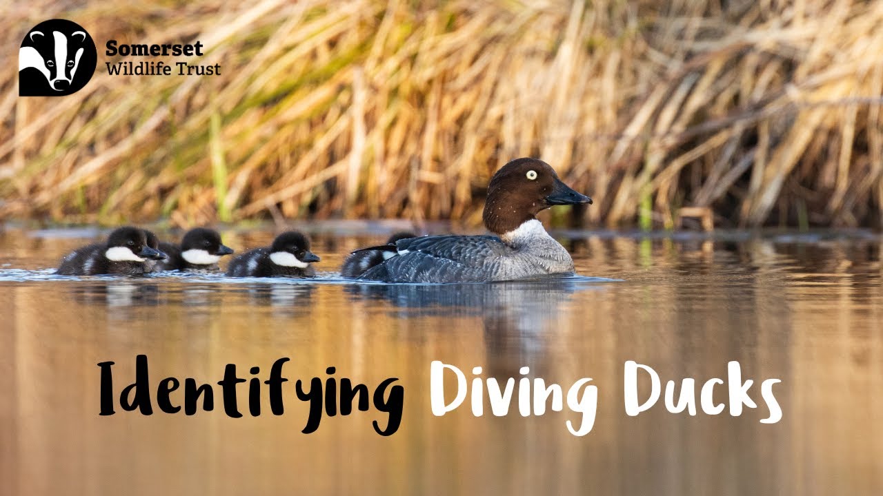 Identifying Diving Ducks