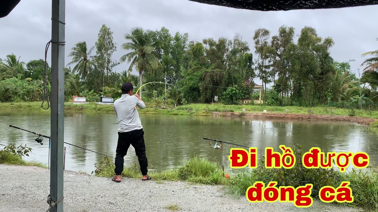 Trải Nghiệm Câu Cá Tra Hồ Giải Trí Xém Chút Lụm Con Bò Rồi | Fishing - Miền Tây
