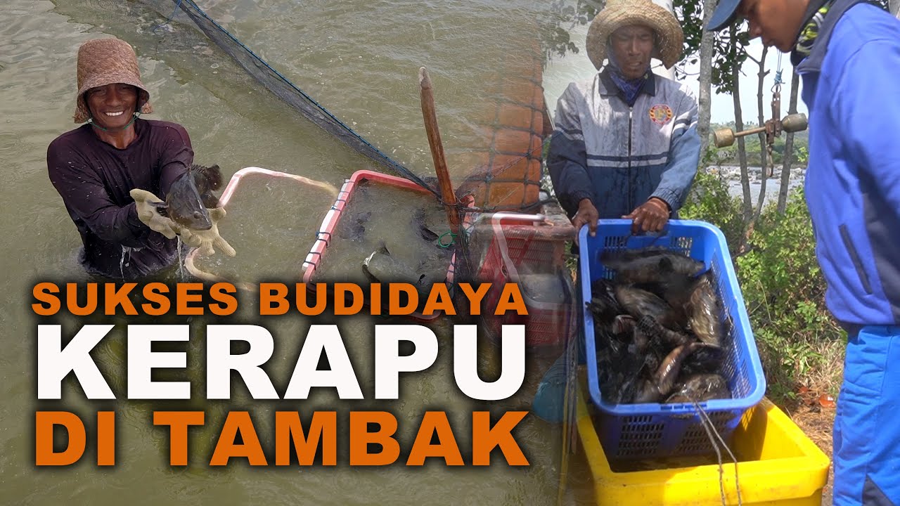 Sukses Budidaya Kerapu di Tambak kampung kerapu lamongan