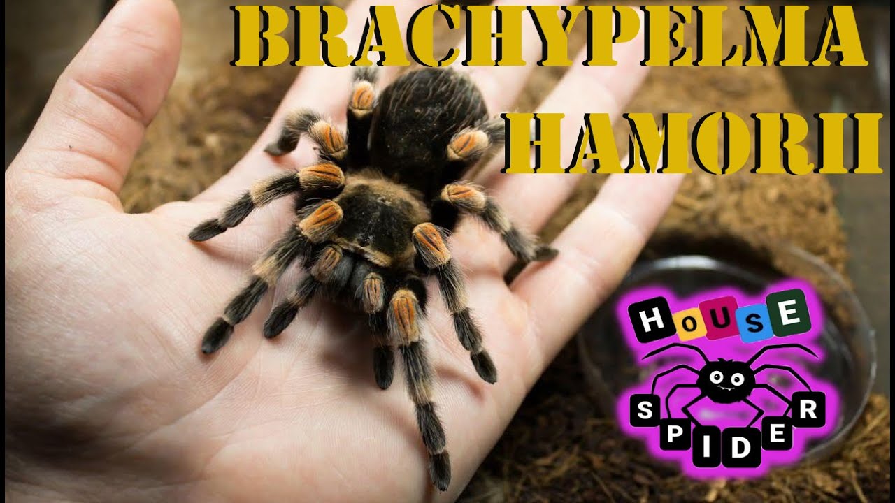 Brachypelma hamorii ( smithi ) Паук птицеед для новичков 