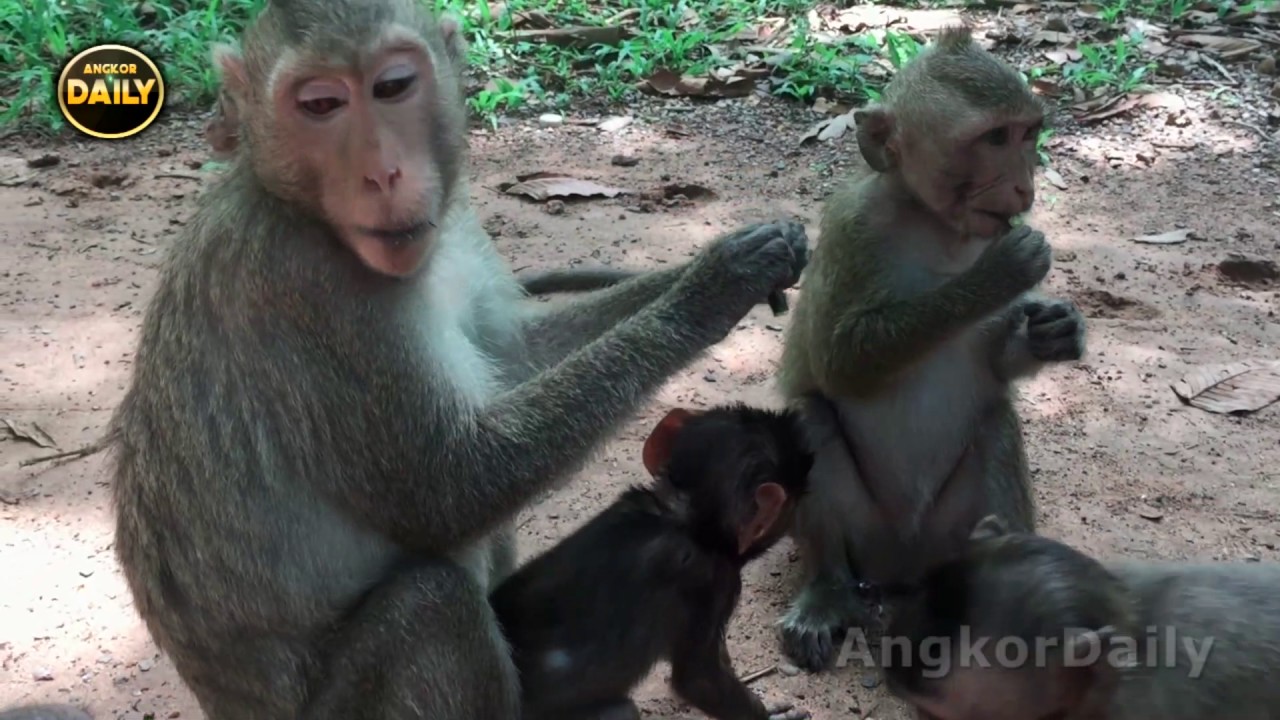 Amazing monkeys walk To Other Place New - Angkor Daily 479