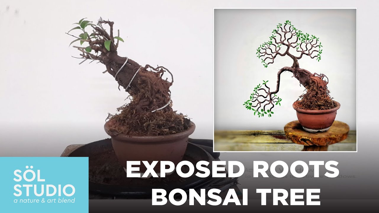 Exposed Root Bonsai Technique - Madhunashini Tree