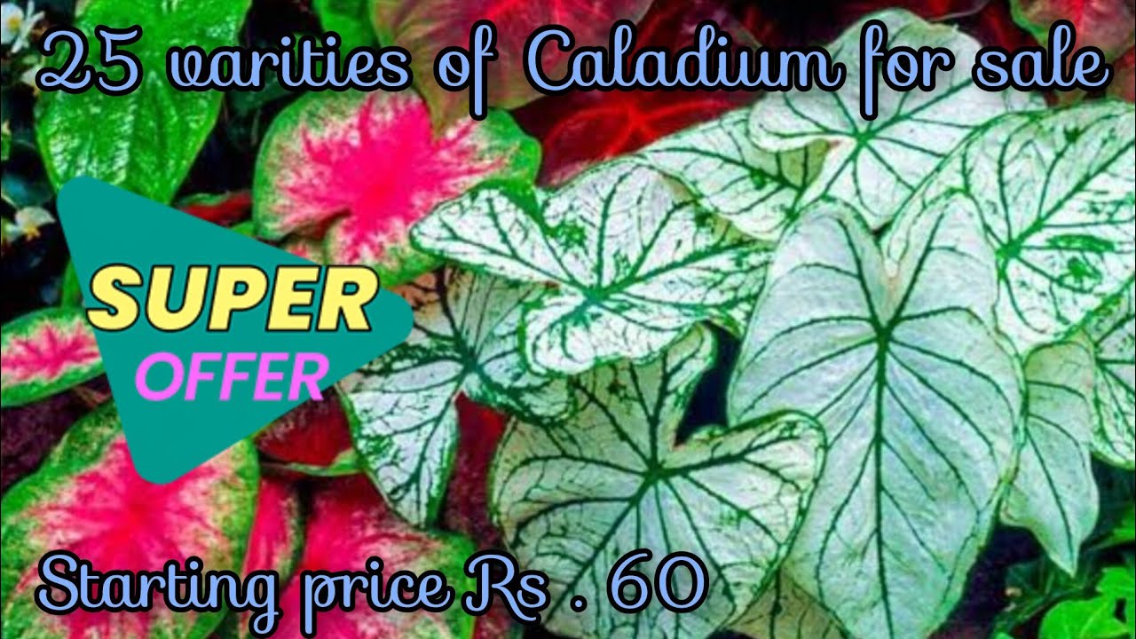 25 varities of Caladium for sale , super offer , starting price Rs . 60 / Sale by@RVGarden-msv .