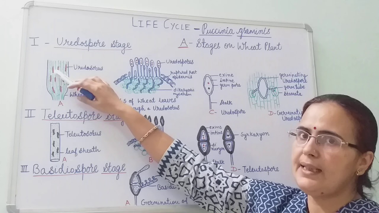 Puccinia graminis- Life Cycle, Stages on Wheat plant.