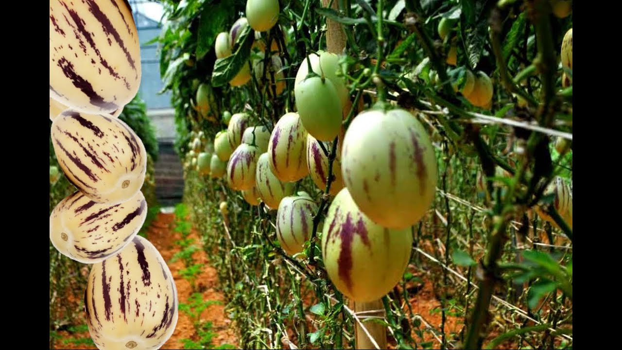 🍈 PEPÍNO: MELOUN-HRUŠKA! 🤩 Exotická Chuť Cukrového Melounu z Vlastní Zahrady! 💯