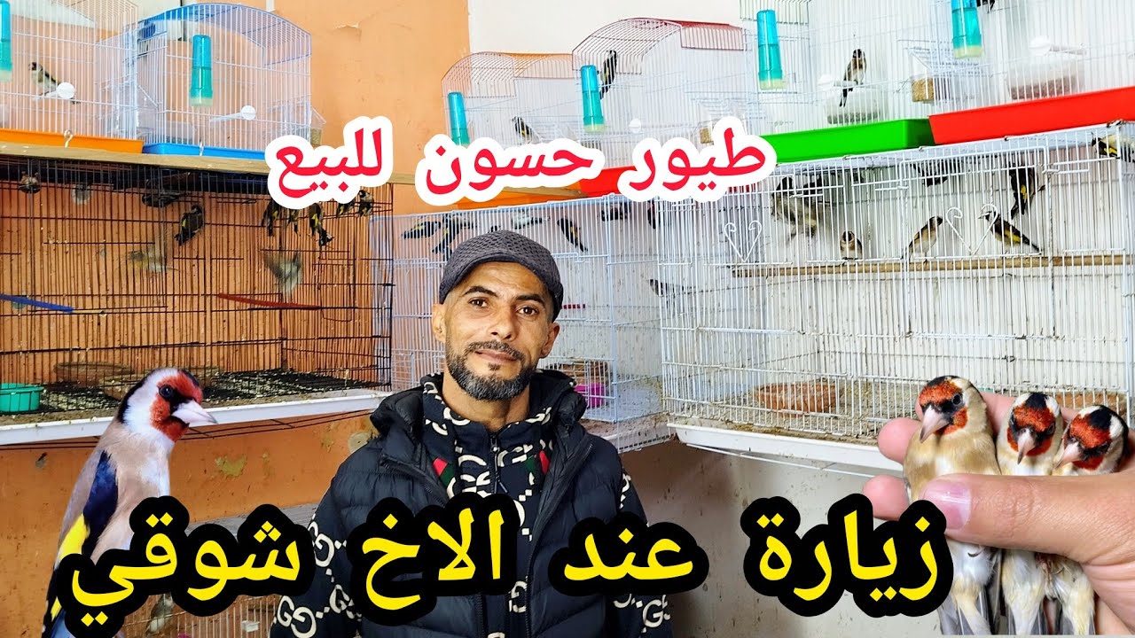 طيور حسون للبيع عند الاخ شوقي 18/2/2026  رقم الهاتف في الفيديو او رقمي 0687440613