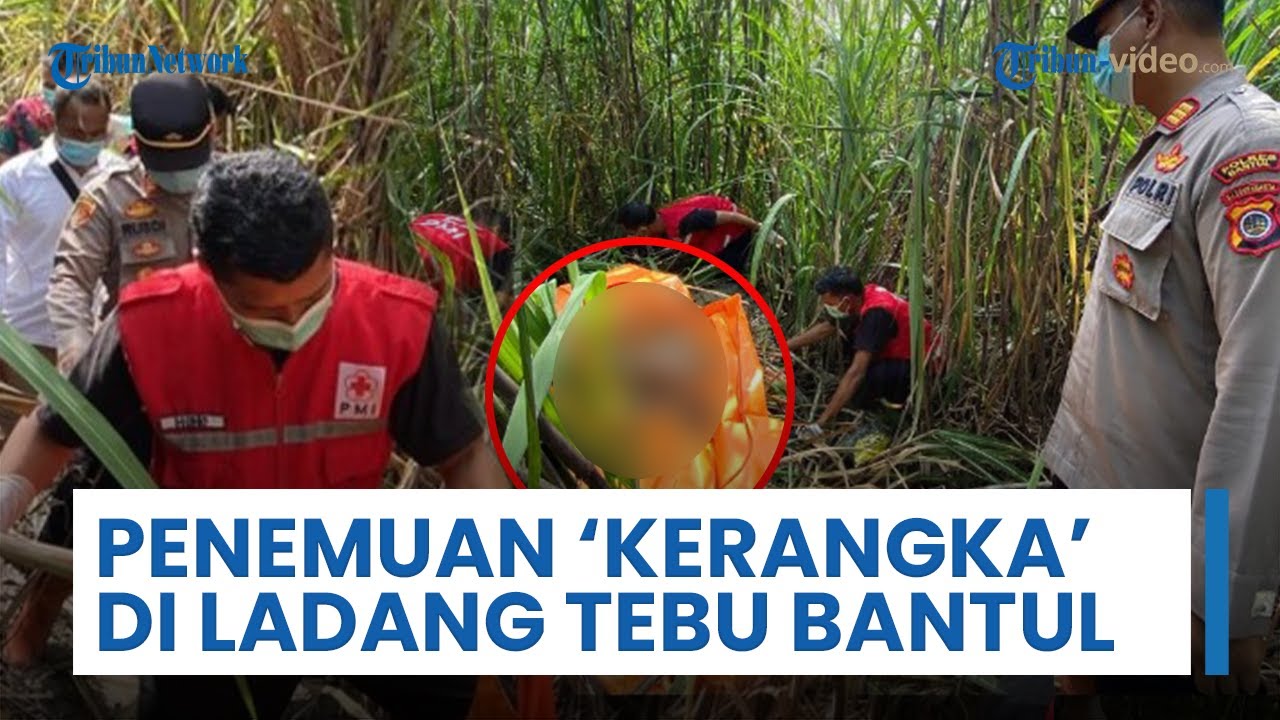 Viral Kabar Temuan Kerangka Manusia di Ladang Tebu Bantul, Polisi: Kepala Sudah Tinggal Tengkorak