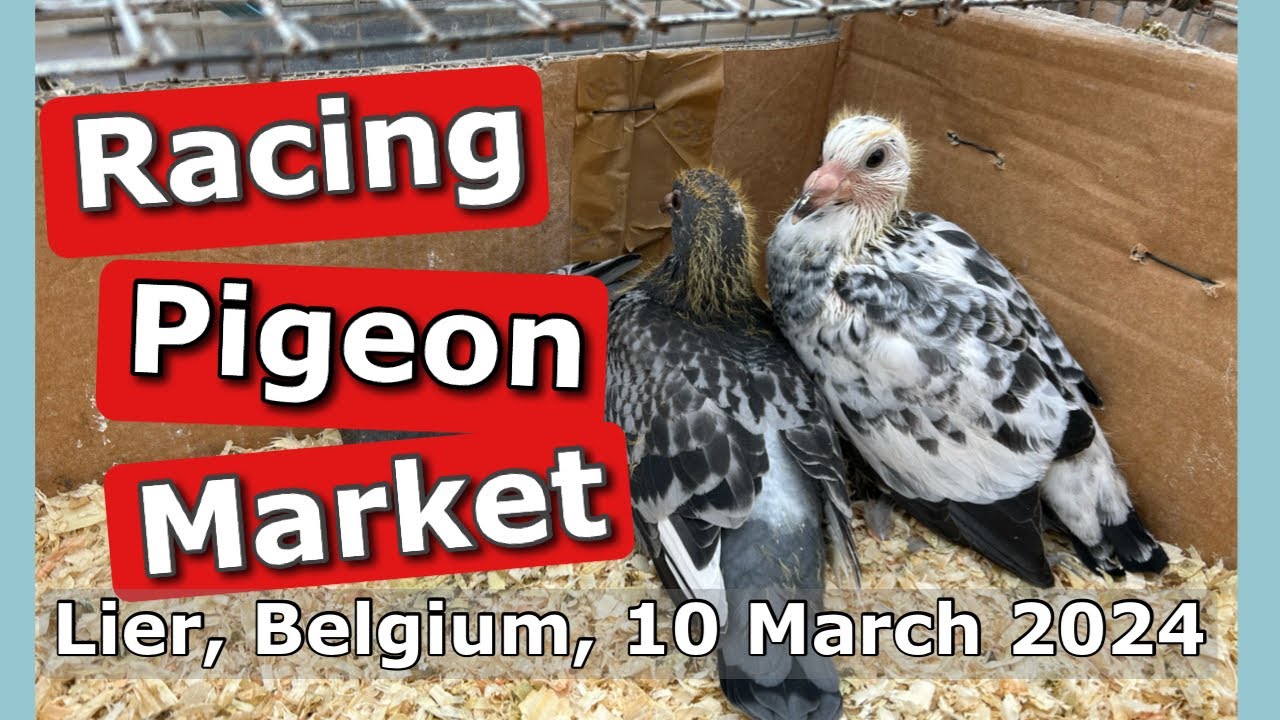 Racing Pigeon Market Lier, Belgium (10 March 2024)