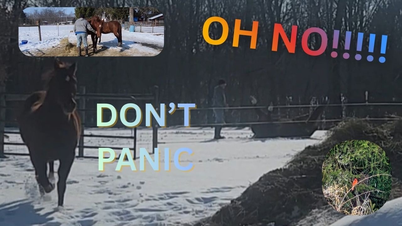 From Calm to Chaos: A Horse, Snow, and a Helping Hand