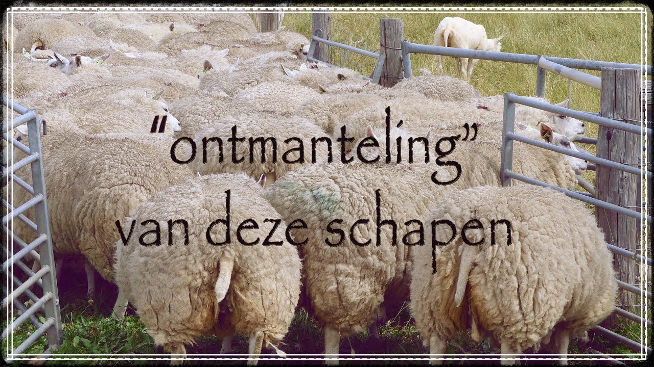 Schapen scheren