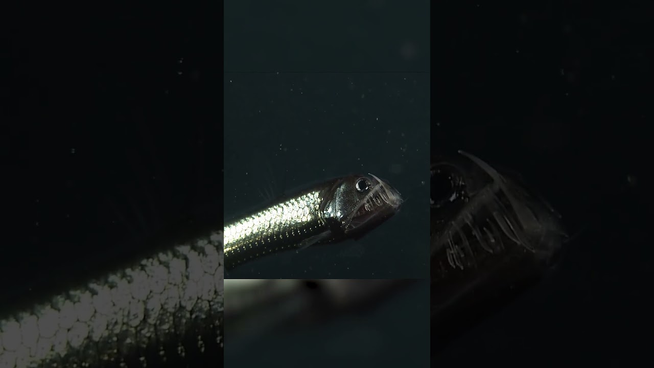 What&rsquo;s Hiding Behind This Giant Mouth