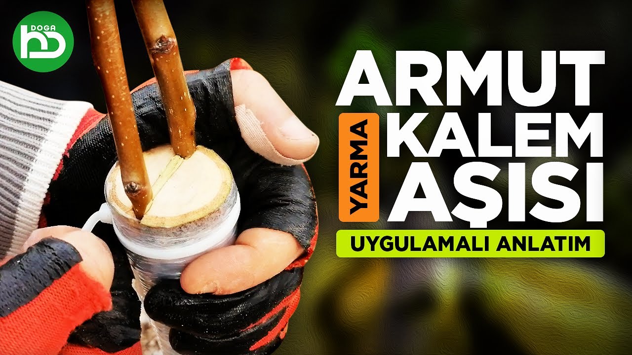 Armut Aşısı, Armut Yarma Aşı, Armut Kalem Aşısı, Armut Çeşit Değiştirme Aşısı (kalemaşısı/9)