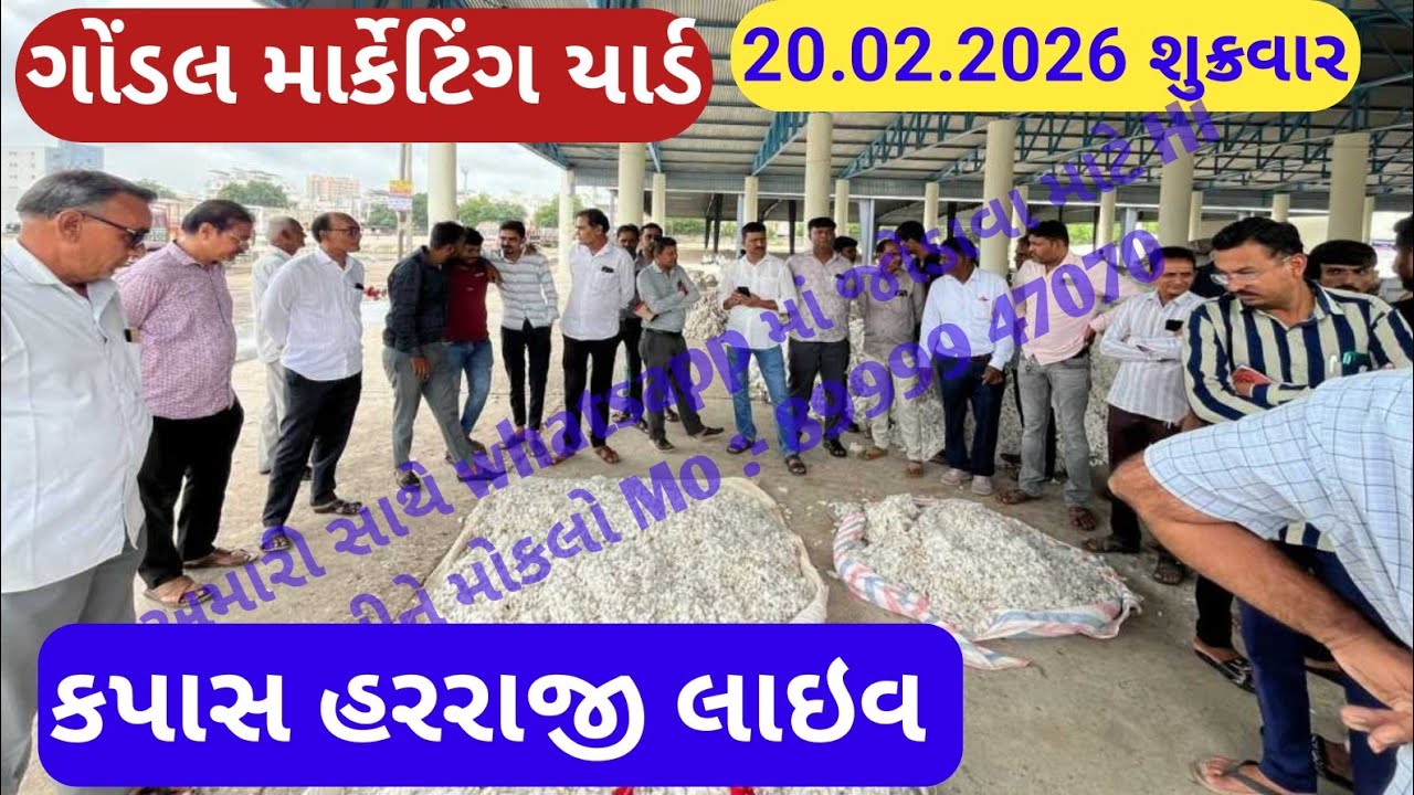 નવા કપાસ બજાર ભાવ | આજના કપાસ ના ભાવ | કપાસ ના ભાવ ગોંડલ | Gondal market yard | 20/02/2026 kapas|