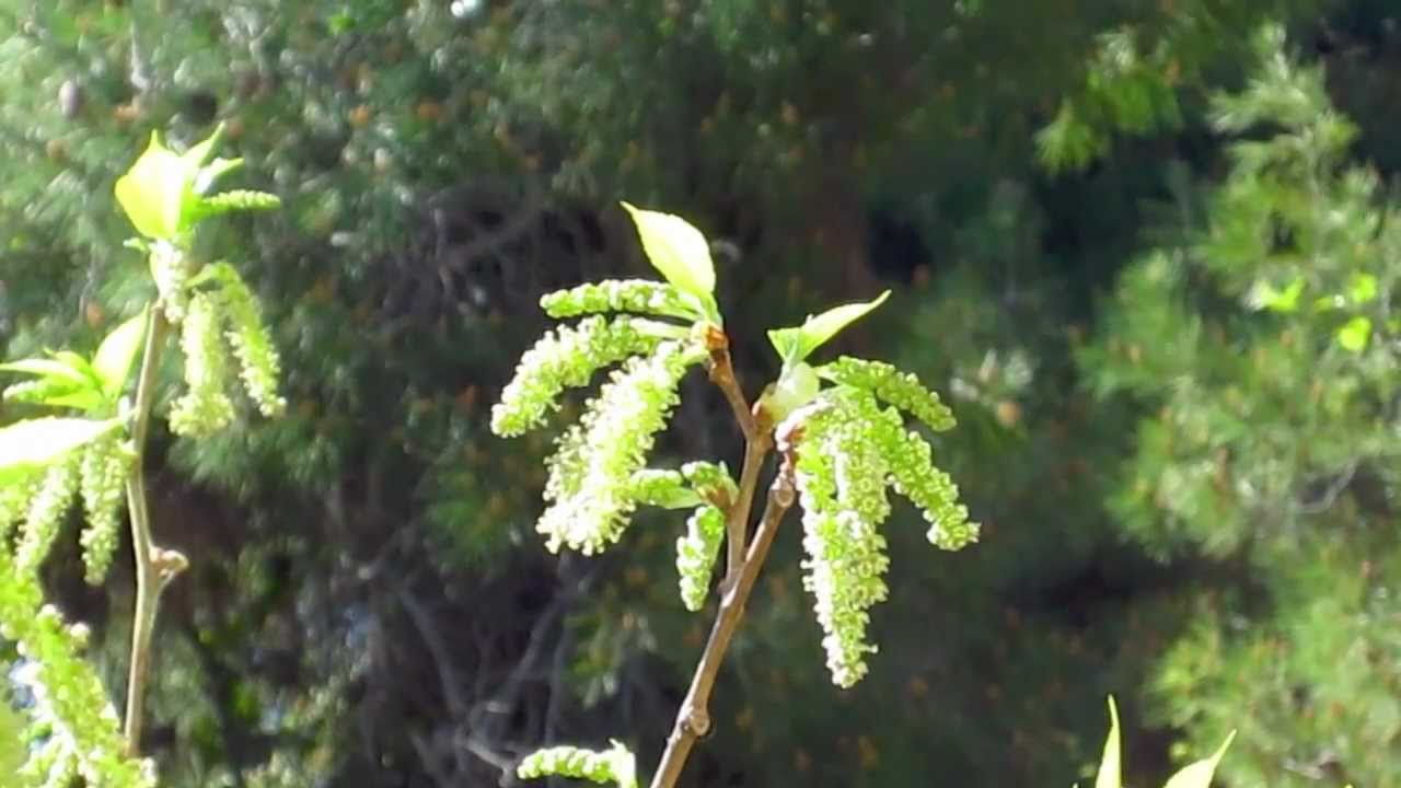 Mulberry tree releasing pollen