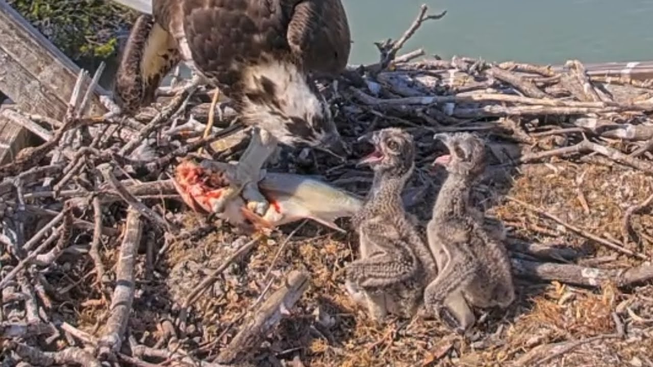 Captiva Osprey Cam | The osprey's babies eat after fighting | May 6, 2024