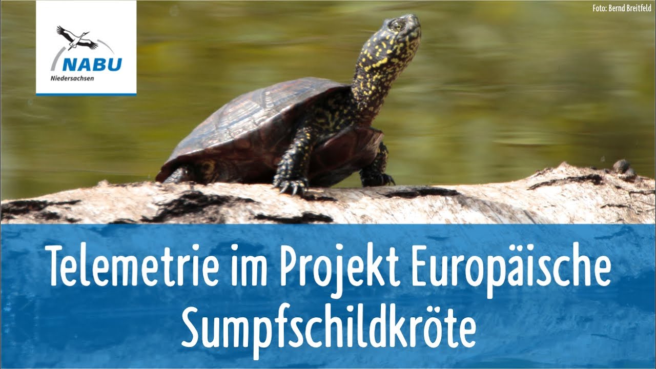 Telemetrie Projekt Europäische Sumpfschildkröte / NABU Niedersachsen
