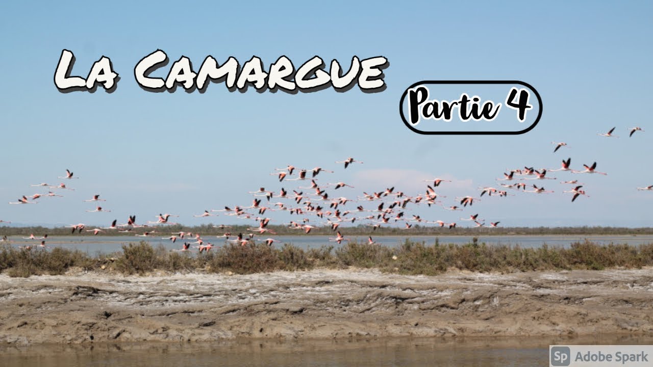 J'apprends tout ! Les oiseaux de Camargue, 4e étape