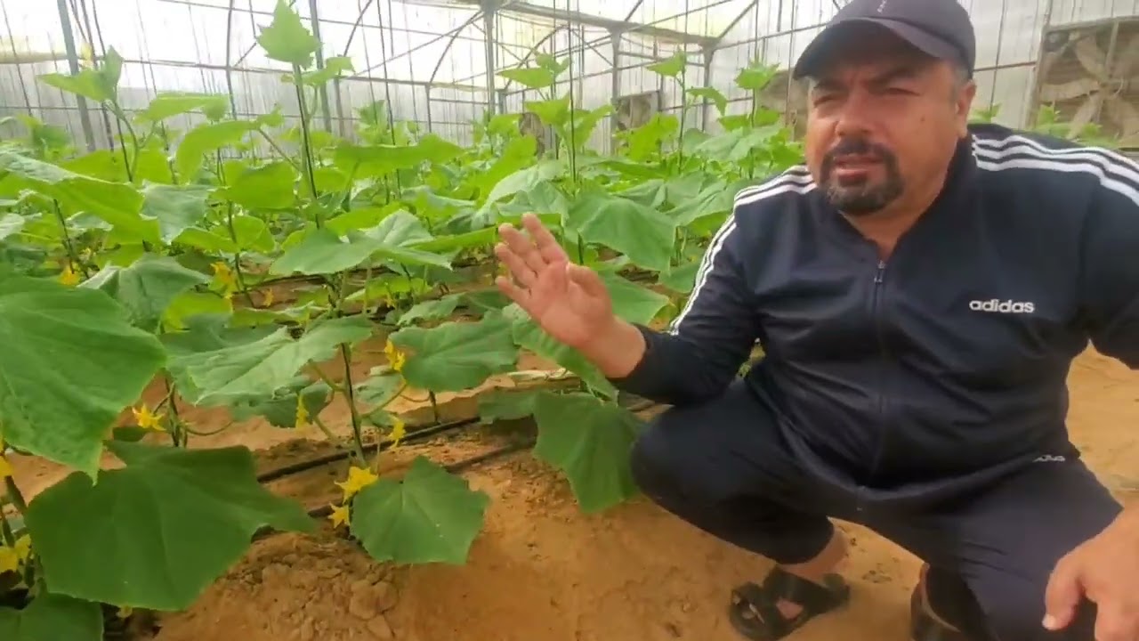 الحلقة الرابعة / تربية الخيار والطماطم في البيوت البلاستيكية