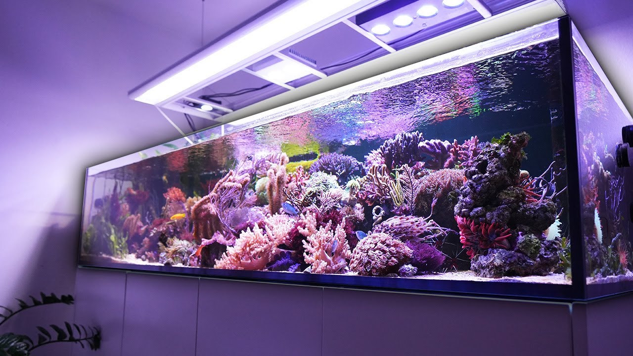 REEF TANK chill out video - Tobi's 650 liter CORAL AQUARIUM 4K