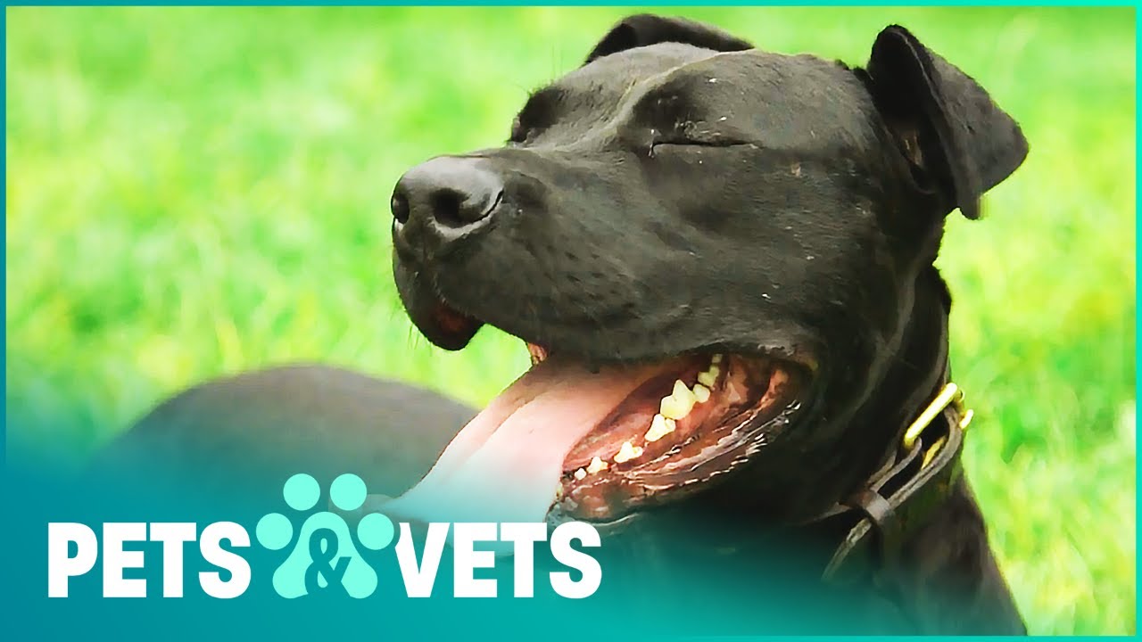 Saving The Skinniest Pitbull The Vets Have Ever Seen | Dog Rescuers