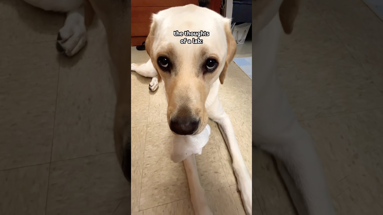 inside the mind of a labrador retriever… #funny #shorts