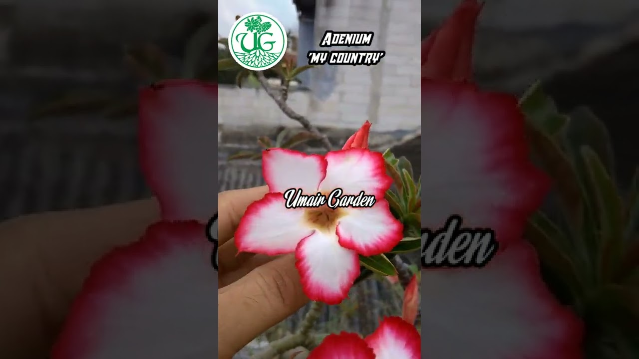 Adenium single 
