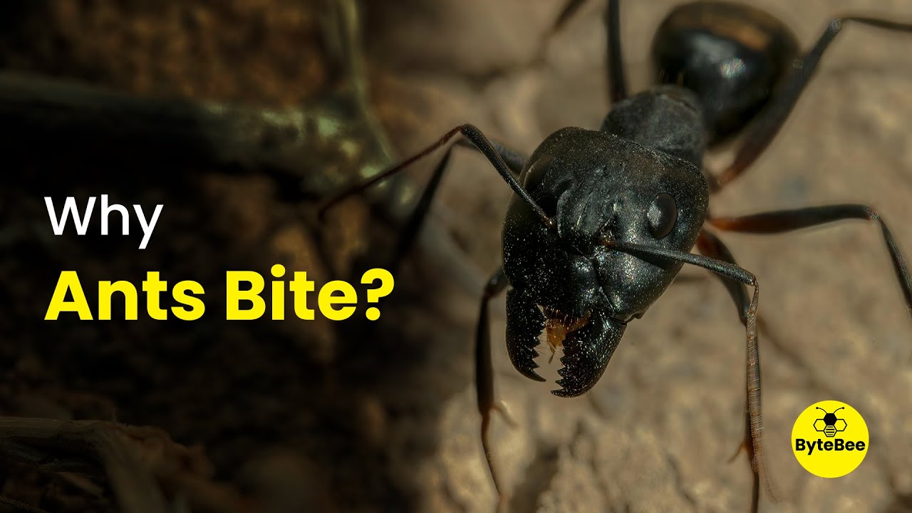 Why Ants Bite? Reason behind ants bite