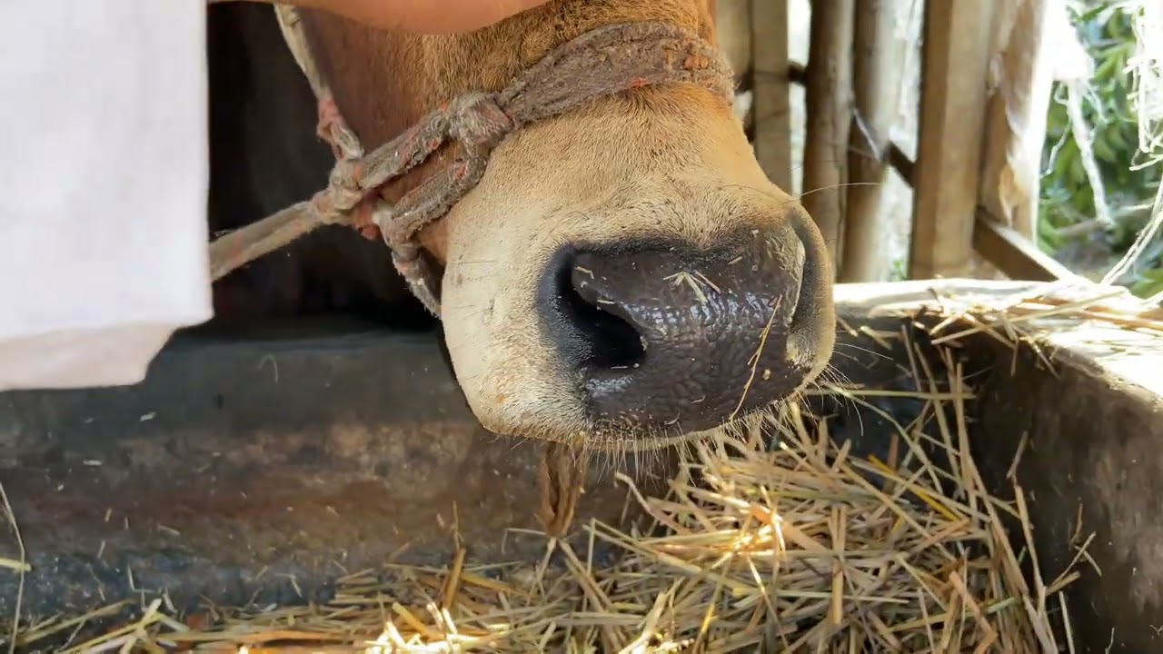 খামারের আইডিয়া পেতে বিডিওটি মিস করবেন না 🥰#farming #shortvideo #reels #shorts #khamar_bd 