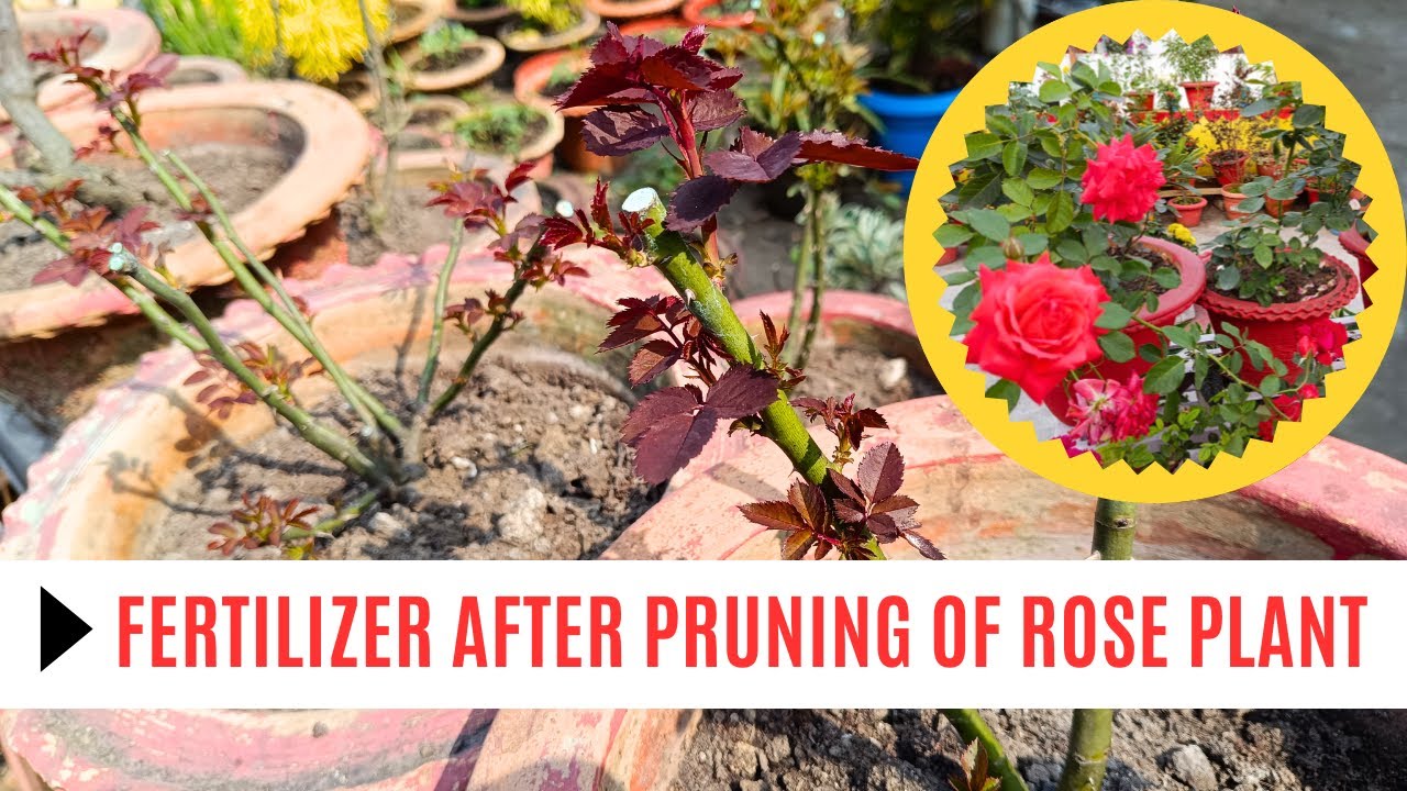 Fertilizer After Pruning Of ROSE PLANT  I Care  After Rose plant Pruning  I #rosecare  #pruning