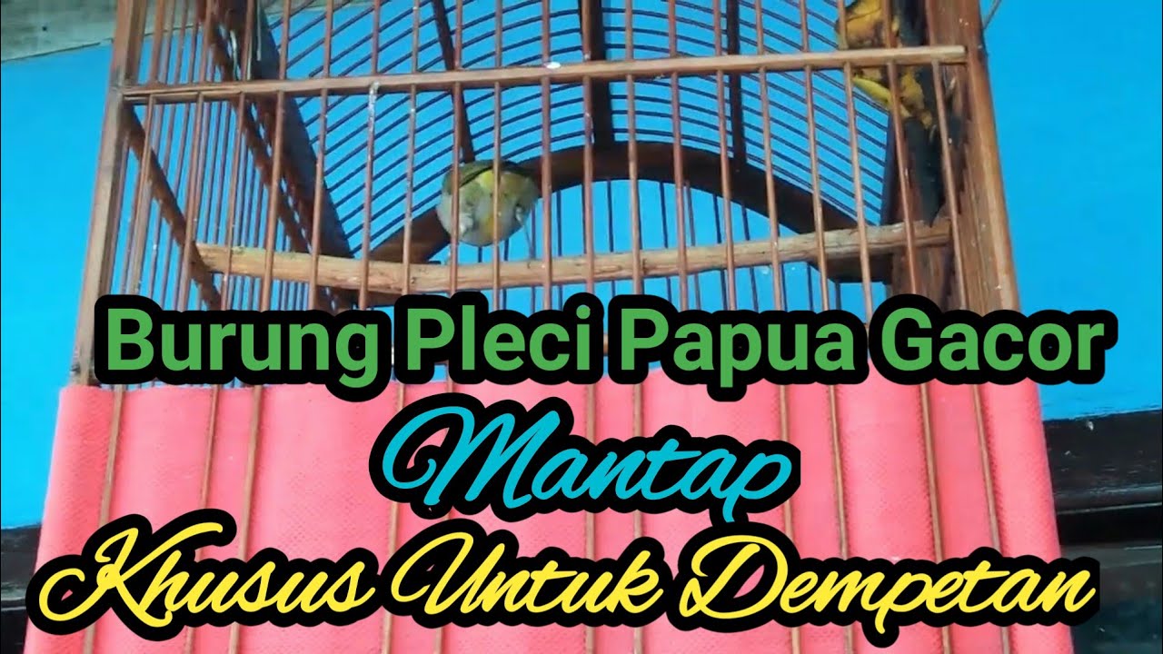 Pleci Kepala Hitam, Pas Buat Pancingan