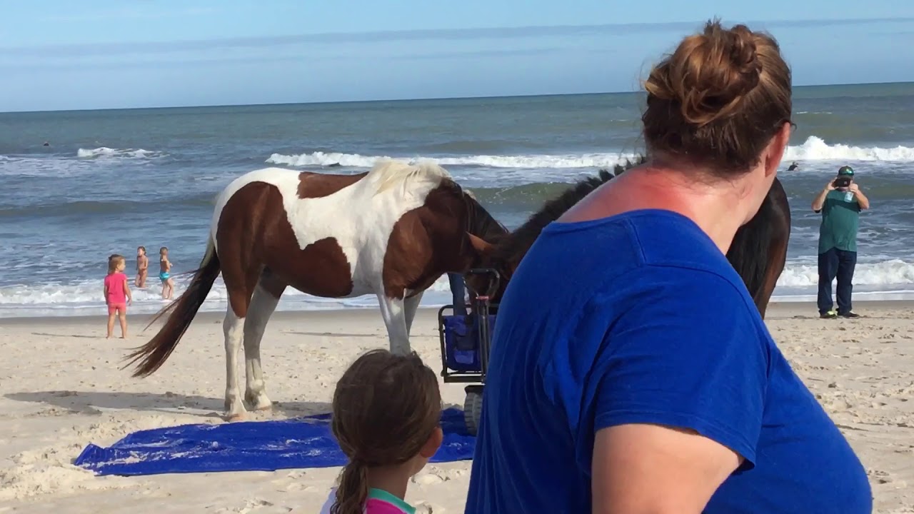 Wild horses on Assateague National Seashore Stealing Food Out Of Beach Bags and Coolers.